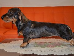 Teckel sarmos standard cu Pedigree A , 9 luni , femela