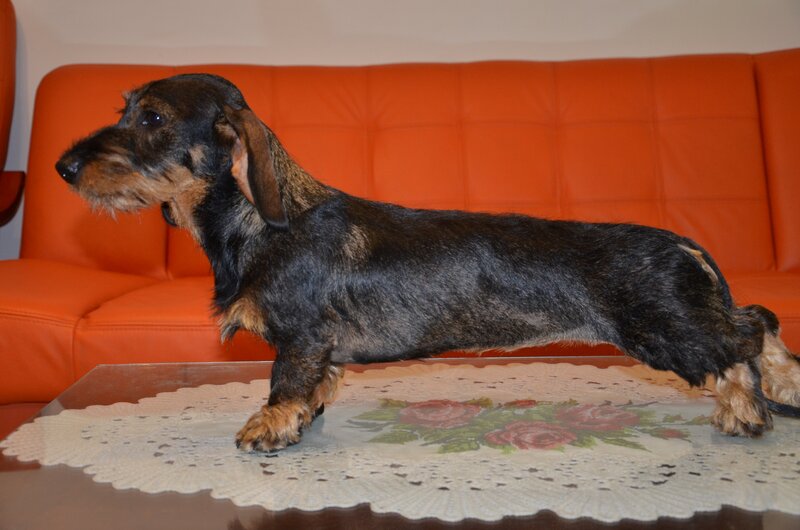 Teckel sarmos standard cu Pedigree A , 9 luni , femela