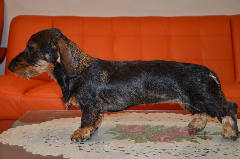 Teckel sarmos standard cu Pedigree A , 9 luni , femela