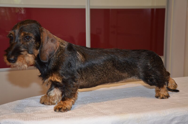 Teckel sarmos standard cu Pedigree A , 9 luni , femela
