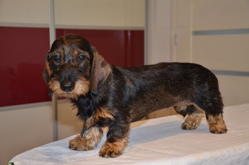 Teckel sarmos standard cu Pedigree A , 9 luni , femela