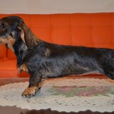 Teckel sarmos standard cu Pedigree A , 9 luni , femela